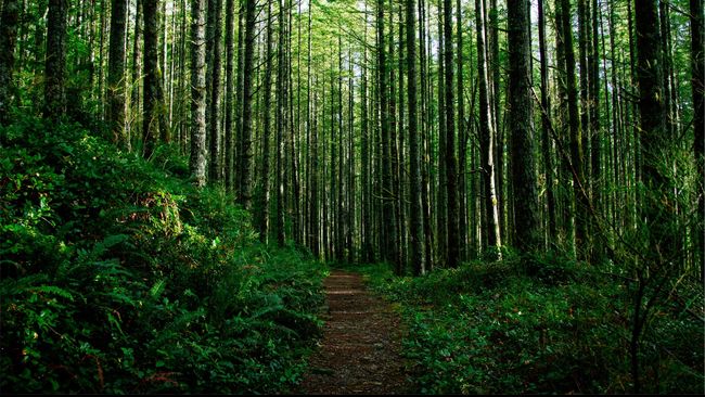 Sara nekat pergi ke Hutan Aokigahara di Jepang untuk mencari saudara kembarnya, Jess. Padahal, tak semua yang masuk hutan maut itu bisa keluar hidup-hidup.