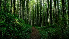 'The Forest': Melawan Kutukan Hutan Maut