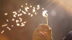Belajar Meniti Angin dari 'Parasut' Dandelion