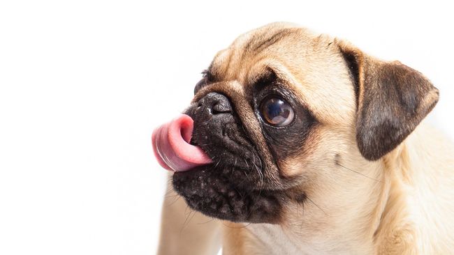 Mengirim dua ekor anjing lewat jet pribadi dari London ke New Tork ternyata biayanya lebih murah ketimbang dengan menggunakan pesawat kargo. 