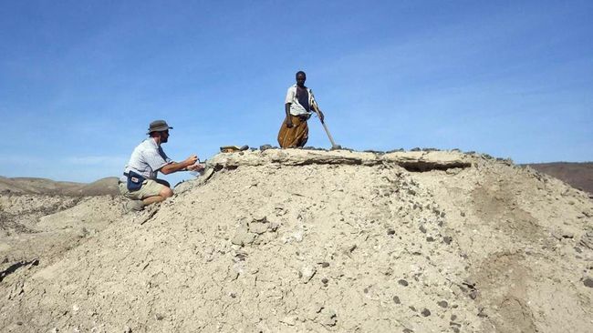 Fosil Hutan Purba Usia 350 Juta Tahun Ditemukan di China