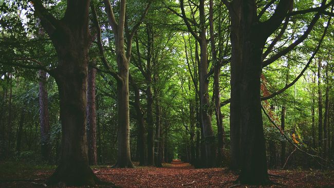 Hutan Tinjomoyo di Semarang bisa menjadi pilihan tempat berolahraga di tengah alam.