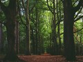 Olahraga di Tengah Teduh Hutan Tinjomoyo Semarang