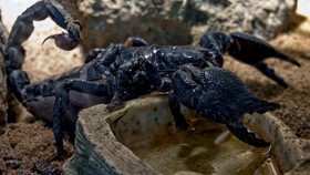 Studi: Racun Kalajengking Berpotensi Jadi Antibiotik Alami