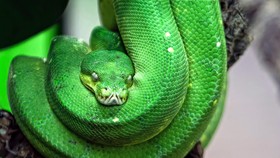 Ular Hijau Bulu Tebal Muncul di Thailand, Tersebar hingga Kalimantan