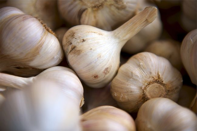 Gurih Impor Bawang Putih dan Alpa yang Beruntun Impor bawang putih kini telah jadi ajang bisnis sekaligus perburuan para pemburu rente yang menggiurkan.