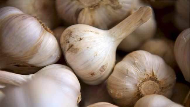 Golden garlic jadi digadang-gadang punya manfaat kesehatan, misalnya sebagai golden garlic kolesterol.