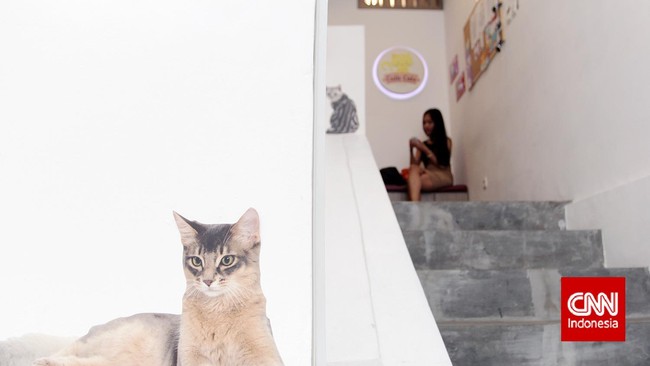 Nongkrong di Kafe Sambil Bermanja-manja Bersama Kucing
