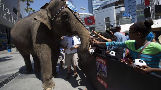 Sekitar 11 gajah Ringling Bros and Barnum & Bailey Circus pensiun setelah 145 tahun menghibur penonton. Itu terkait desakan aktivis penyayang binatang.