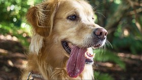 Infeksi Langka, Pria Jerman Tewas Setelah Dijilat Anjing