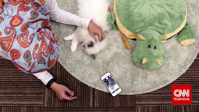 Di The Cat Cabin dan Cutie Cats Cafe, ada si penyita perhatian: belasan kucing yang gemuk dan lucu!