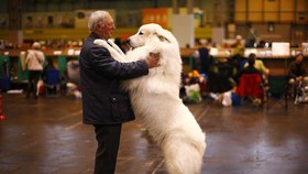 Aksi Anjing-anjing Cantik nan Centil di Crufts Dog Show