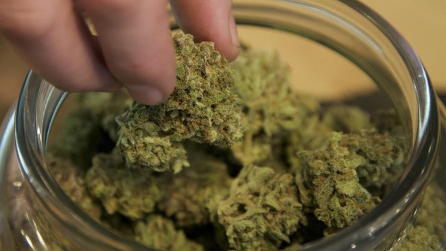 Molekul THC yang ada di dalam ganja dipastikan memberikan banyak dampak negatif. Salah satunya adalah mengikat oksigen di dalam otak.