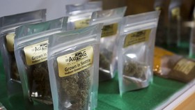 BNN Cokok Pengusaha Kue Ganja