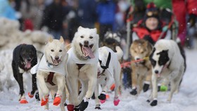 Ketika Anjing Berpacu di Lintasan Salju
