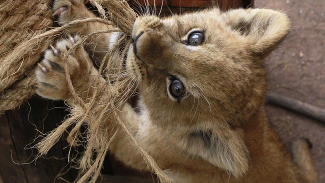 Puluhan Ribu Flora Dan Fauna Terancam Punah