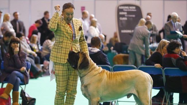 Aksi Anjing-anjing Cantik nan Centil di Crufts Dog Show