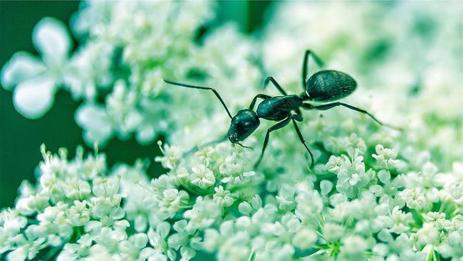 Para peneliti di Smithsonian Institution's Ant Lab menamai sebuah spesies semut baru dengan nama yang terinspirasi dari band Radiohead, Sericomyrmex radioheadi.