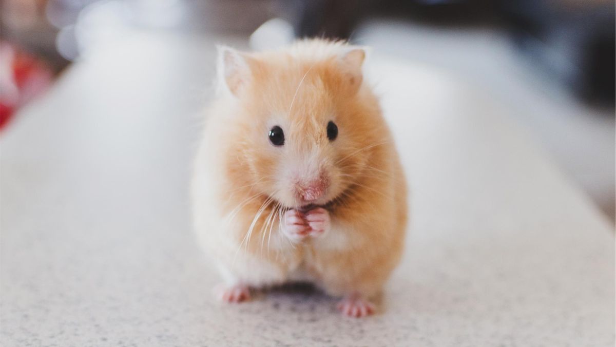Baru Pelihara Hamster? Begini Cara Menjinakkannya biar Mau Dipegang