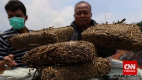 BNN Bongkar 136 Kg Ganja Dikubur dalam Tanah di Sumut