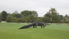 Buaya Berkeliaran di Tengah Turnamen Golf
