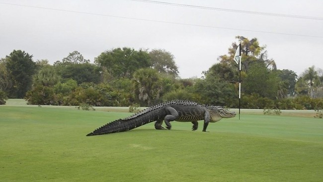 Seekor buaya berukuran nyaris empat meter berkeliaran di tengah turnamen gol wanita yang diselenggarakan di sebuah klub golf di Florida, Amerika Serikat.