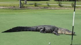 Pria Paruh Baya Digigit Buaya Saat Main Golf