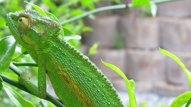 Rahasia kemampuan bunglon berubah warna ternyata bukan terletak pada pigmen kulit melainkan pada nanokristal di kulitnya.