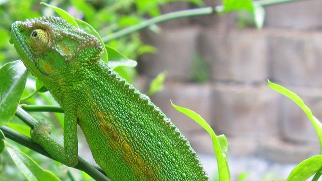 Terpecahkan, Rahasia Bunglon Bisa Berubah Warna Rahasia kemampuan bunglon berubah warna ternyata bukan terletak pada pigmen kulit melainkan pada nanokristal di kulitnya.