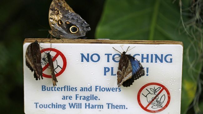 National Butterfly Center mengatakan bahwa tembok perbatasan akan menghancurkan habitat serangga dan makhluk hidup lain di Rio Grande Valley.