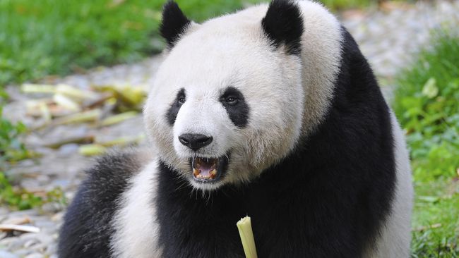 Korea Selatan baru saja menerima dua ekor panda dari China bernama Ai Bao dan Le Bao. Keduanya akan tinggal di Korsel selama 15 tahun.