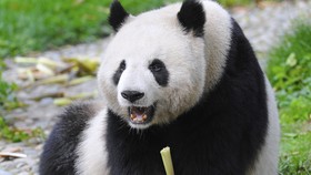 Kebun Binatang Washington Pamer Bayi Panda