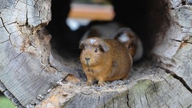 Rita dan Delilah, 'Guru' Guinea Pig Penghilang Cemas