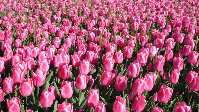 Harga Bunga Tulip Hidup - Malaytimes