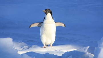 Ilmuwan Temukan Spesies Penguin Baru, Pertama dalam 100 Tahun
