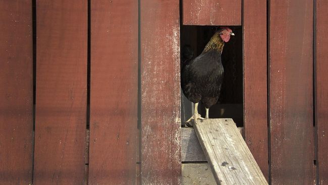 Seniman asal Perancis Abraham Poincheval mengerami 10 telur ayam. Ia berhasil menjadi induk ayam setelah satu dari 10 telur tersebut menetas.