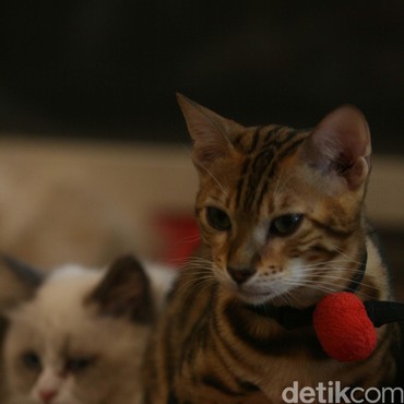 Urus Kucing Dinilai Lebih Sulit Ketimbang Harimau, Apa Alasannya?