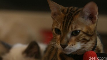 Urus Kucing Dinilai Lebih Sulit Ketimbang Harimau, Apa Alasannya?