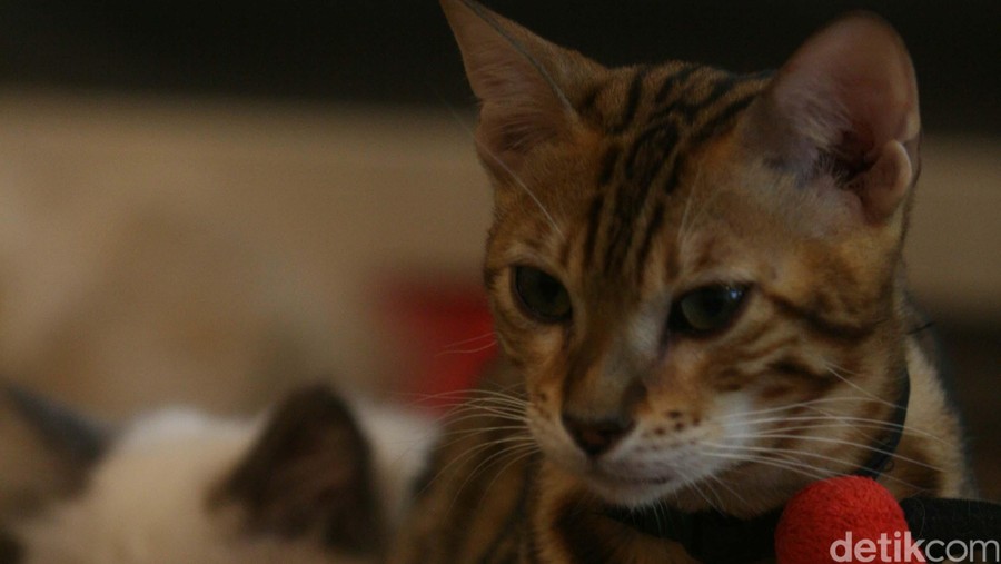 Cutie Cats sebuah Kafe Kucing di kawasan kemang jakarta selatan, Kamis, 6 Maret 2015.