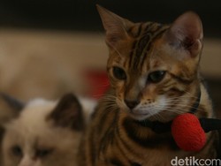 Urus Kucing Dinilai Lebih Sulit Ketimbang Harimau, Apa Alasannya?