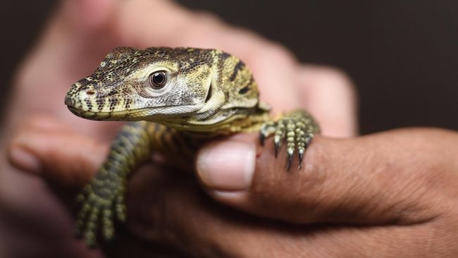 Langka, Komodo Beranak Tiga Tanpa Kawin dengan Pejantan Kejadian langka terjadi di kampung halaman Trump karena Komodo di kebun binatang AS beranak tanpa kawin dengan Komodo jantan.