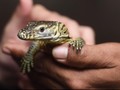 Langka, Komodo Beranak Tiga Tanpa Kawin dengan Pejantan