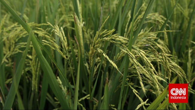 Hasil penelitian menunjukkan lahan pertanian sawah di Indonesia sudah banyak yang sakit berat. Tanahnya kurang subur karena perilaku pertanian yang 'sesat'.