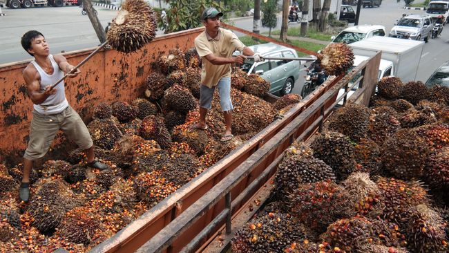 Harga tandan buah segar sawit di Sumatra masih di bawah Rp1.600 per kg, besaran batas bawah yang ditetapkan oleh Menteri Perdagangan.