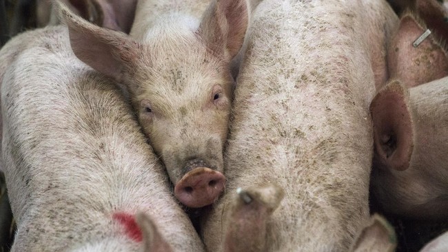 Pasokan daging babi di China tembus 55,41 juta ton pada 2022, naik 4,6 persen dibandingkan 2021. Angka itu merupakan yang tertinggi sejak 2014.