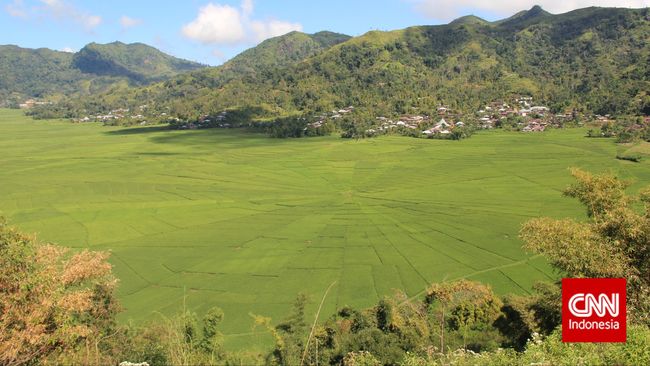 Di Desa Cancar, Kecamatan Ruteng, Kabupaten Manggarai Timur, Nusa Tenggara Timur, terdapat sawah berbentuk jaring laba-laba raksasa yang memesona.