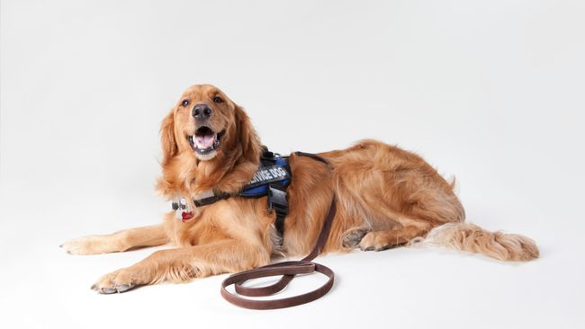 Anjing Bisa Mendeteksi Kanker dengan Akurasi Hingga 90 Persen