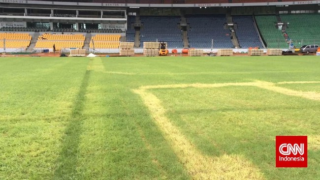 Zaysia Matrella (Linn) akan jadi rumput baru pengganti di lapangan Stadion GBK mulai Januari 2017. Ini merupakan jenis rumput yang sama dengan sebelumnya.