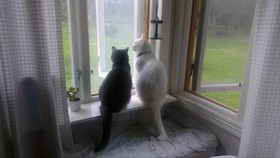 Kenapa Kucing Doyan Memandang ke Luar Jendela?