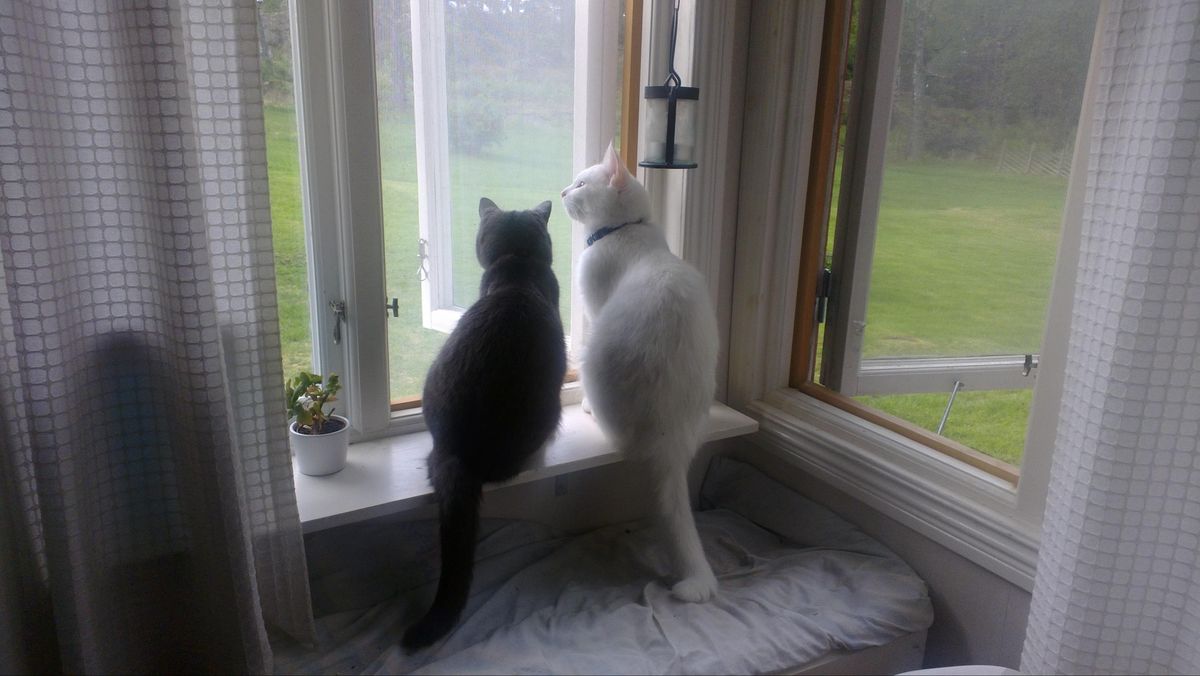 Ingin Tambah Kucing? Ini Cara agar Dia Cepat Akur Sama 'Penguasa' Lama